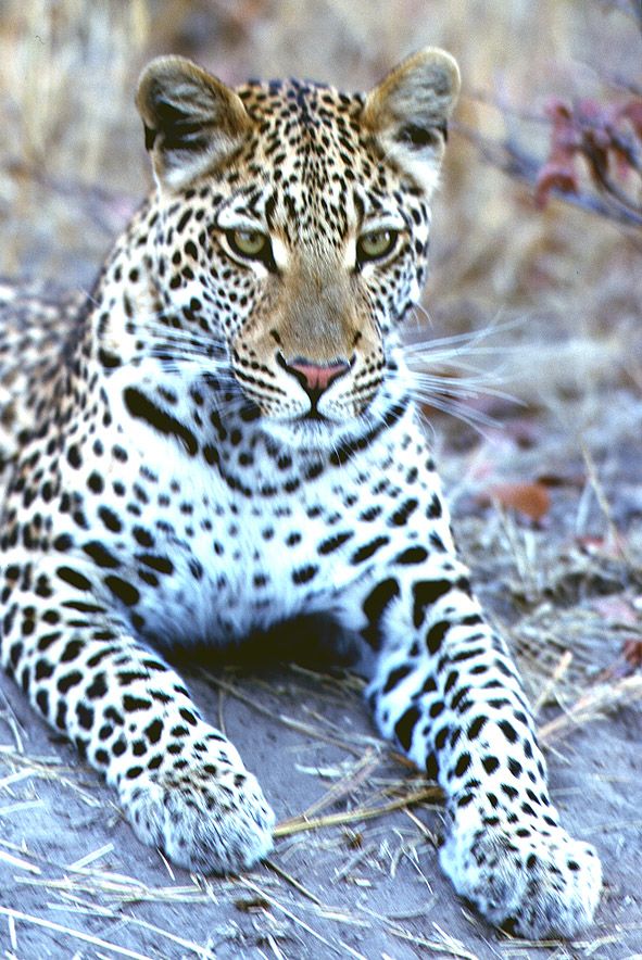 Leopard - Moremi